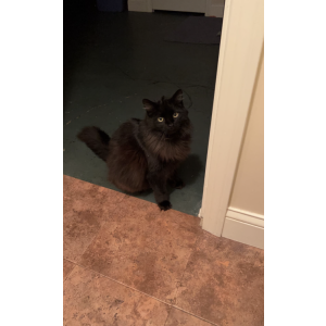 Lost Cat Gizzmo