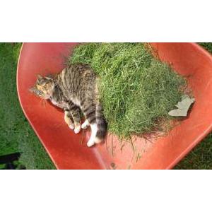 Lost Cat Sassy