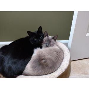 Lost Cat Asher