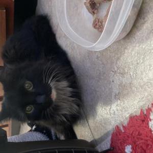 Image of Unknown, Found Cat