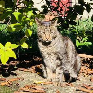 Image of Wilbur Markey, Lost Cat