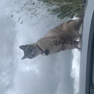 Lost Cat Remmy
