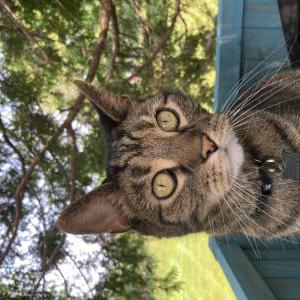Lost Cat Raji