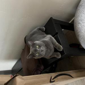 Image of Peter, Lost Cat