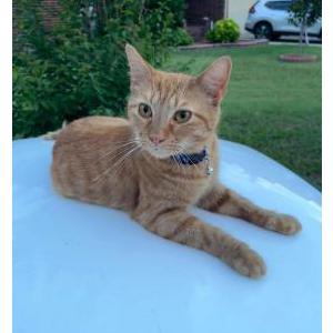 Image of Simba, Lost Cat