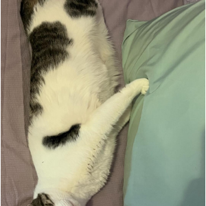 Image of Chubs, Lost Cat