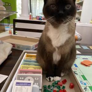 Image of Bella, Lost Cat
