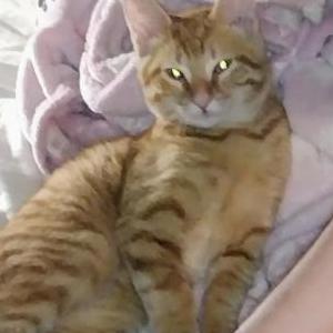 Lost Cat Rocky