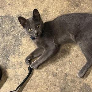 Lost Cat Blue