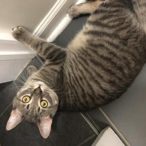 Image of Yoda, Lost Cat