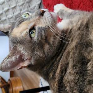 Lost Cat Jesabelle
