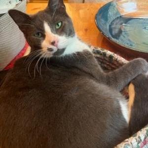 Lost Cat Lloyd