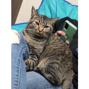 Lost Cat Lilo
