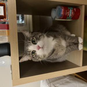 Lost Cat Mittens