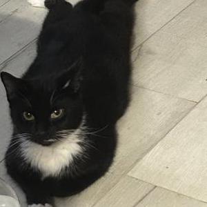 Lost Cat Momo