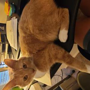 Lost Cat Pumpkin