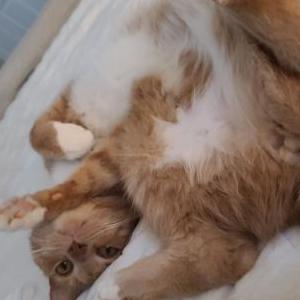 2nd Image of Pumpkin, Lost Cat