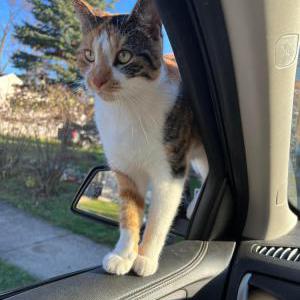 Lost Cat Star