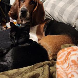 Lost Cat Cinder