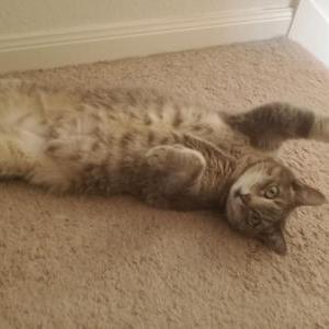 Image of Stella, Lost Cat