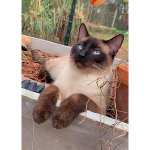 Image of Simon, Lost Cat