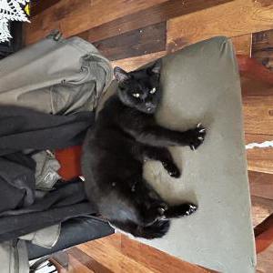 Lost Cat Freya