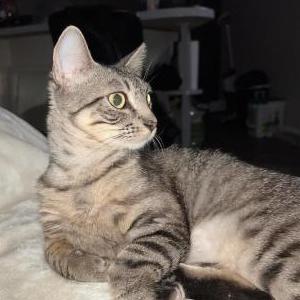 Lost Cat Luna