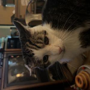 Lost Cat Pierre