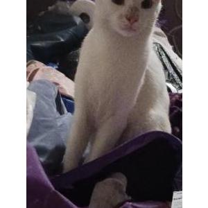 Image of Lil' Baby, Lost Cat