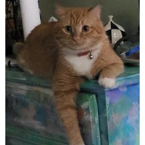Lost Cat Beauregard