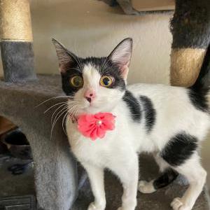 Image of orion, Lost Cat