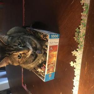 Image of Shadow, Lost Cat