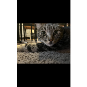 Lost Cat Radlee