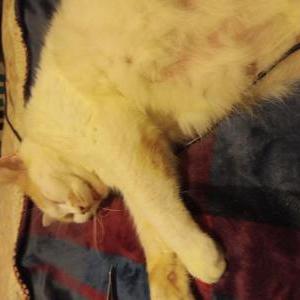 Image of Ringo, Lost Cat