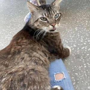 Image of Bobbie Sox, Lost Cat