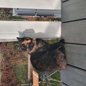 Image of Unknown, Found Cat