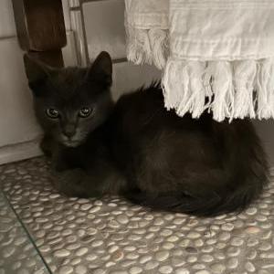 Found Cat Unknown