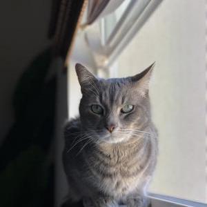 Lost Cat Charlie