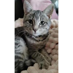 Lost Cat Fiona