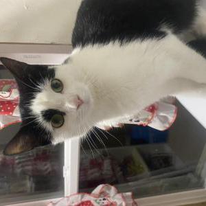 Found Cat Unknown