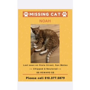 Lost Cat Noah