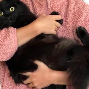 Lost Cat Michelle