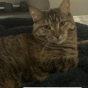 Lost Cat Arayah
