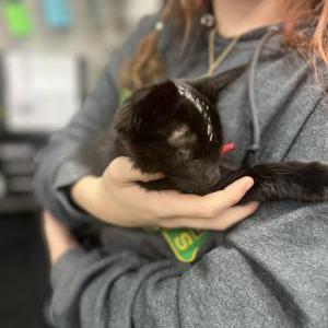 Image of Unknown, Found Cat