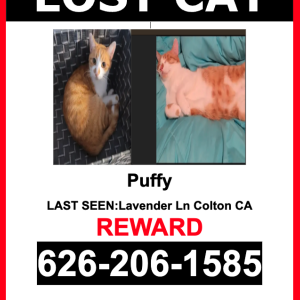 Image of Puffy, Lost Cat