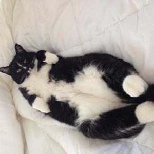 2nd Image of Lady, Lost Cat