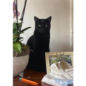 Lost Cat Max