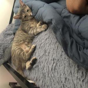 Image of Winter, Lost Cat