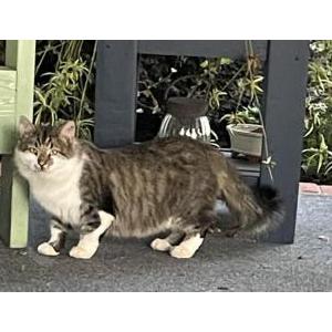 Found Cat Unknown