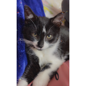 Image of Nova, Lost Cat